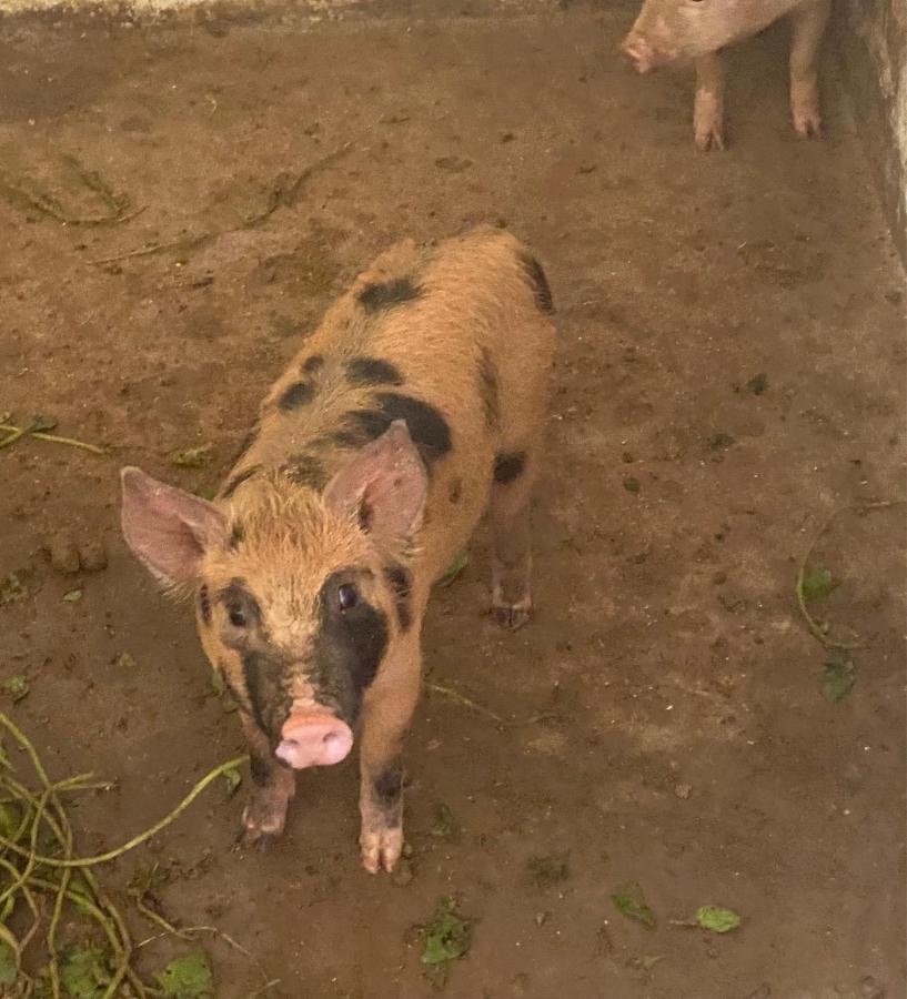 Hotel Fazenda Bonanza Engenheiro Paulo de Frontin Bagian luar foto