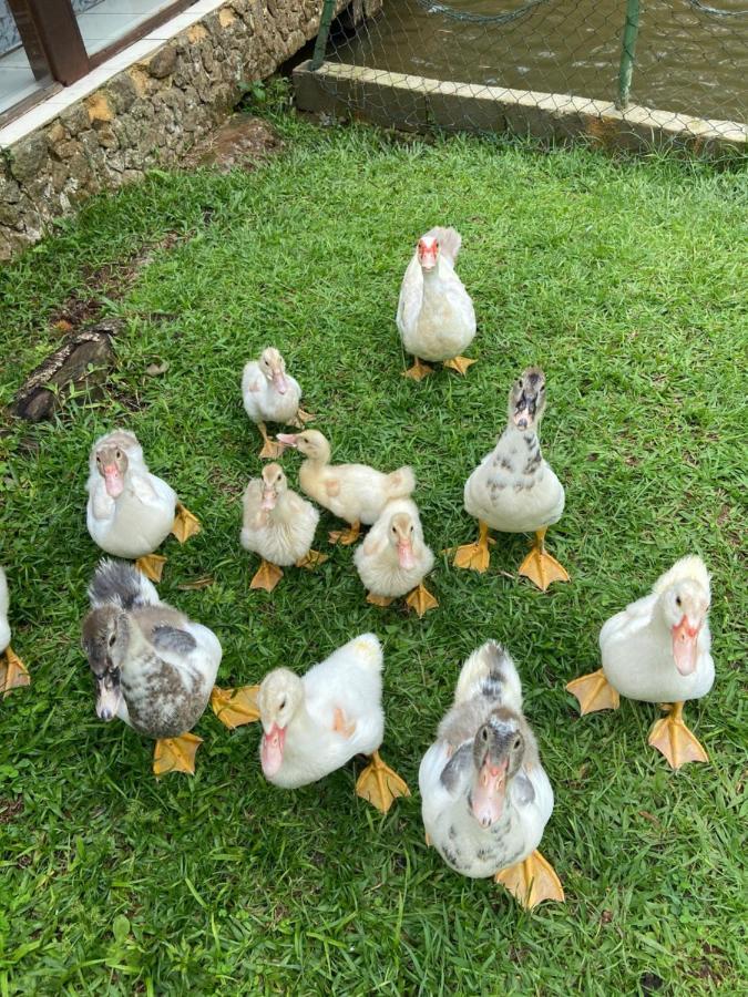 Hotel Fazenda Bonanza Engenheiro Paulo de Frontin Bagian luar foto